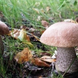 Kako uzgajati vrganje u bašti